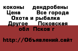 коконы    дендробены › Цена ­ 25 - Все города Охота и рыбалка » Другое   . Псковская обл.,Псков г.